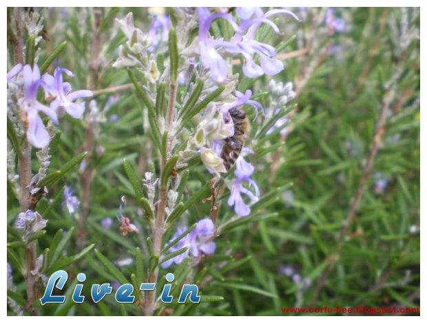 Î”ÎµÎ½Ï„ÏÎ¿Î»Î¯Î²Î±Î½Î¿: ÏƒÏ„Î¿ Ï‡ÏŽÎ¼Î± Î® ÏƒÏ„Î·Î½ Î³Î»Î¬ÏƒÏ„ÏÎ± ÏƒÎ±Ï‚live-in | Η Έξυπνη, Αντικειμενική και Εναλλακτική Ενημέρωση!