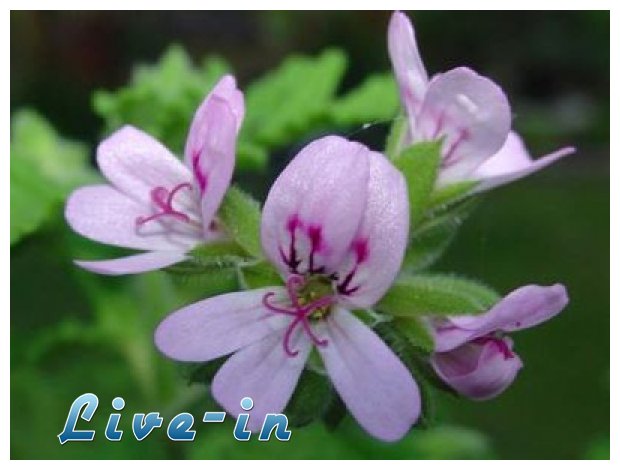 Î Î¹ÎµÏ‚ Î»Î¿Ï…Î¯Î¶Î± ÎºÎ±Î¹ Î±Ï€Î¿Ï‡Î±Î¹ÏÎ­Ï„Î± Ï„Î·Î½ ÎºÏ…Ï„Ï„Î±ÏÎ¯Ï„Î¹Î´Î±!live-in | Η Έξυπνη, Αντικειμενική και Εναλλακτική Ενημέρωση!