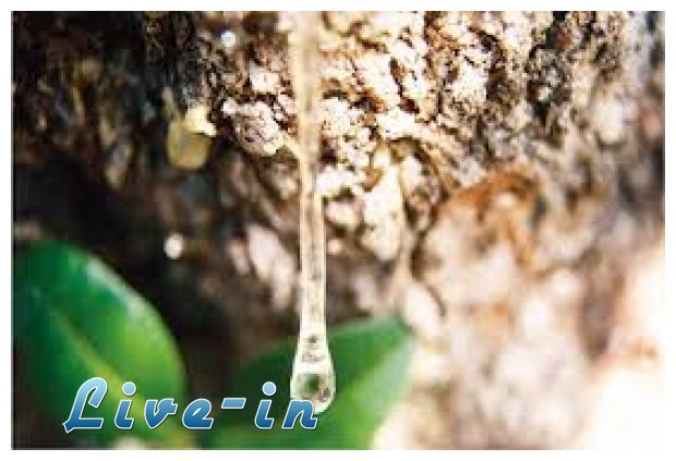 Î¤Î¿ Î¸Î±Ï…Î¼Î±Ï„Î¿Ï…ÏÎ³ÏŒ Î´Î¬ÎºÏÏ… Ï„Î¿Ï… Î¼Î±ÏƒÏ„Î¹Ï‡ÏŒÎ´ÎµÎ½Î´ÏÎ¿Ï…!live-in | Η Έξυπνη, Αντικειμενική και Εναλλακτική Ενημέρωση!