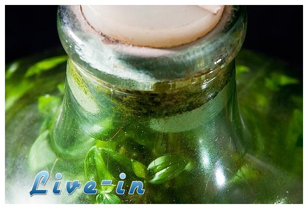 Î¦Ï…Ï„ÏŒ Ï€Î¿Ï… Î¶ÎµÎ¹ Ï‡Ï‰ÏÎ¯Ï‚ Î±Î­ÏÎ± ÎºÎ±Î¹ Î½ÎµÏÏŒ!live-in | Η Έξυπνη, Αντικειμενική και Εναλλακτική Ενημέρωση!