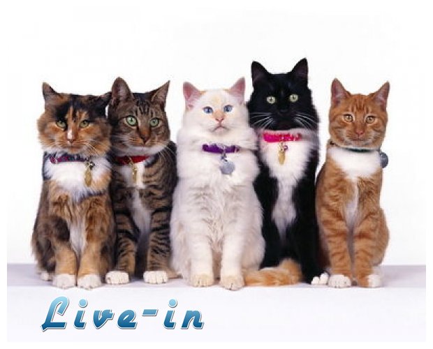 Î”ÎµÎ¯Ï„Îµ Î³Î¬Ï„ÎµÏ‚ ÎµÎ½ Î´ÏÎ¬ÏƒÎ·!live-in | Η Έξυπνη, Αντικειμενική και Εναλλακτική Ενημέρωση!