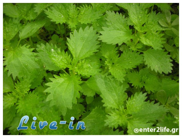 Î¤Î± Î¿Ï†Î­Î»Î· Ï„Î·Ï‚ Ï„ÏƒÎ¿Ï…ÎºÎ½Î¯Î´Î±Ï‚ ÏƒÏ„Î·Î½ Ï…Î³ÎµÎ¯Î± Ï„Î¿Ï… Î¿ÏÎ³Î±Î½Î¹ÏƒÎ¼Î¿Ï Î¼Î±Ï‚!live-in | Η Έξυπνη, Αντικειμενική και Εναλλακτική Ενημέρωση!