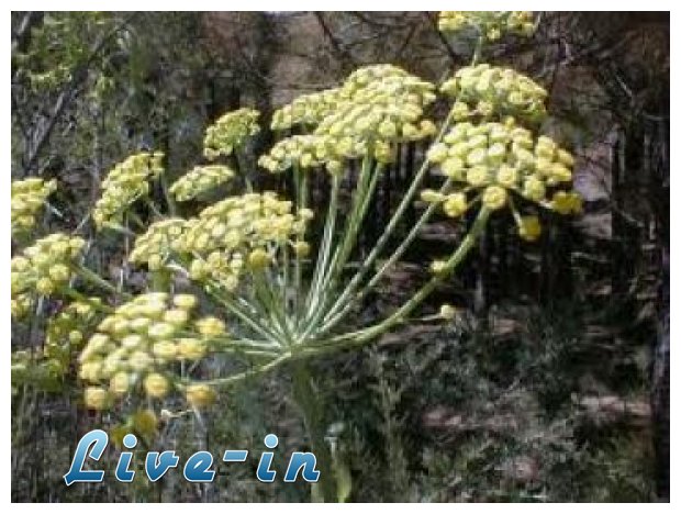 Î¤Î± Î¿Ï†Î­Î»Î· Ï„Î¿Ï… Î“Î»Ï…ÎºÎ¬Î½Î¹ÏƒÎ¿Ï… ÏƒÏ„Î¿Î½ Î¿ÏÎ³Î±Î½Î¹ÏƒÎ¼ÏŒ Î¼Î±Ï‚!live-in | Η Έξυπνη, Αντικειμενική και Εναλλακτική Ενημέρωση!