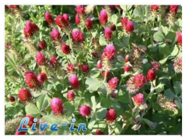 Î¤Î¹ ÎµÎ¯Î½Î±Î¹ Ï„Î± Ï†Ï…Ï„Î¿Î¿Î¹ÏƒÏ„ÏÎ¿Î³ÏŒÎ½Î± & Ï€Ï‰Ï‚ ÎµÏ€Î·ÏÎµÎ¬Î¶Î¿Ï…Î½ Ï„Î·Î½ Î»ÎµÎ¹Ï„Î¿Ï…ÏÎ³Î¯Î± Ï„Î¿Ï… Î¿ÏÎ³Î±Î½Î¹ÏƒÎ¼Î¿Ï;live-in | Η Έξυπνη, Αντικειμενική και Εναλλακτική Ενημέρωση!