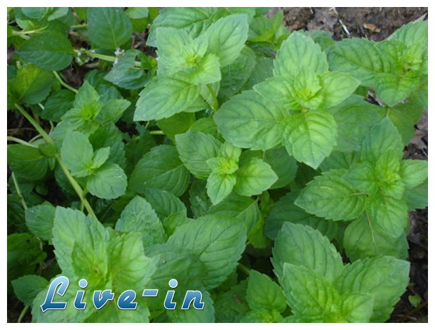 ÎœÎ­Î½Ï„Î± Î³Î¹Î± ÎµÎ½ÎµÏÎ³Î¿Ï€Î¿Î¯Î·ÏƒÎ· Ï„Î¿Ï… Î¼ÎµÏ„Î±Î²Î¿Î»Î¹ÏƒÎ¼Î¿Ïlive-in | Η Έξυπνη, Αντικειμενική και Εναλλακτική Ενημέρωση!