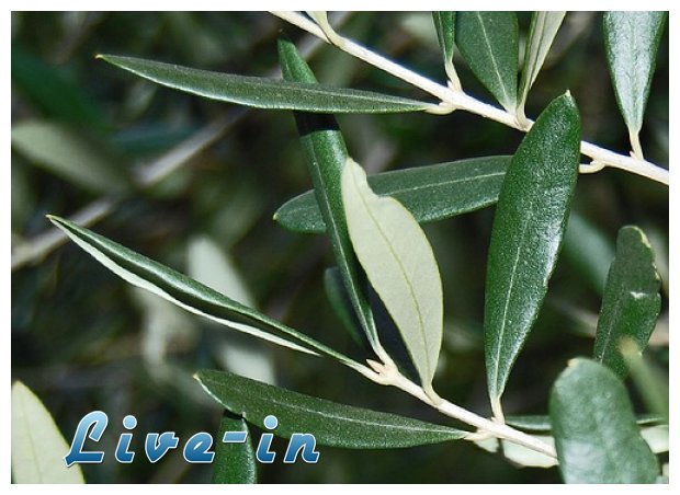 Î— â€œÎµÎºÎ´Î¯ÎºÎ·ÏƒÎ·â€ Ï„Ï‰Î½ Ï†ÏÎ»Î»Ï‰Î½ Ï„Î·Ï‚ ÎµÎ»Î¹Î¬Ï‚live-in | Η Έξυπνη, Αντικειμενική και Εναλλακτική Ενημέρωση!