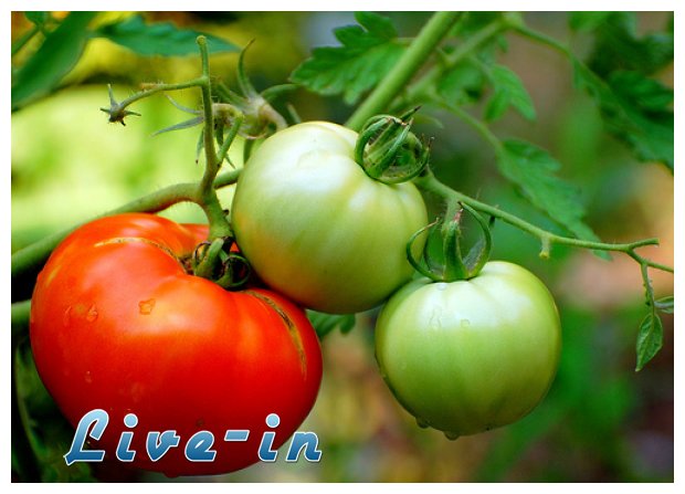 Î ÏŽÏ‚ Ï€ÏÎ­Ï€ÎµÎ¹ Î½Î± ÎºÎ±Ï„Î±Î½Î±Î»ÏŽÎ½ÎµÏ„Îµ Ï„Î·Î½ Î½Ï„Î¿Î¼Î¬Ï„Î±live-in | Η Έξυπνη, Αντικειμενική και Εναλλακτική Ενημέρωση!