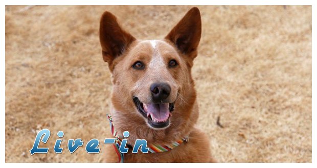 ÎŸ Î²Î¹Î¿Î½Î¹ÎºÏŒÏ‚ ÏƒÎºÏÎ»Î¿Ï‚ Î¼Îµ Ï„Î± Ï„Î­ÏƒÏƒÎµÏÎ± Ï€ÏÎ¿ÏƒÎ¸ÎµÏ„Î¹ÎºÎ¬ Î¼Î­Î»Î· (video)live-in | Η Έξυπνη, Αντικειμενική και Εναλλακτική Ενημέρωση!