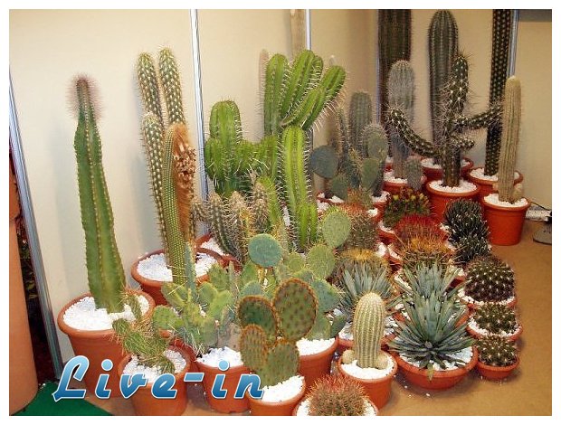 ÎšÎ¬ÎºÏ„Î¿Î¹ ÎµÏƒÏ‰Ï„ÎµÏÎ¹ÎºÎ¿Ï Ï‡ÏŽÏÎ¿Ï…live-in | Η Έξυπνη, Αντικειμενική και Εναλλακτική Ενημέρωση!