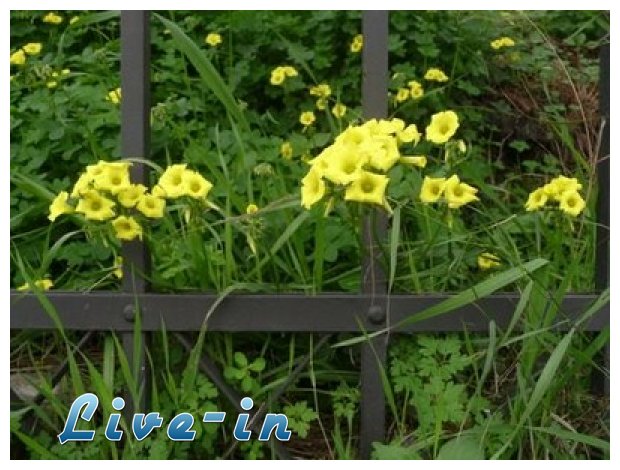 Î Ï‰Ï‚ Î¸Î± ÎµÎ¾Î±Ï†Î±Î½Î¯ÏƒÎµÏ„Îµ Ï„Î± Î±Î³ÏÎ¹ÏŒÏ‡Î¿ÏÏ„Î± Ï‡Ï‰ÏÎ¯Ï‚ Ï‡Î·Î¼Î¹ÎºÎ¬live-in | Η Έξυπνη, Αντικειμενική και Εναλλακτική Ενημέρωση!