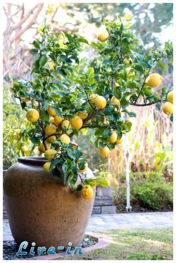 Î™Î´Î­ÎµÏ‚ Î³Î¹Î± Ï„Î¿ Ï€Ï‰Ï‚ Î½Î± Î¼ÎµÎ³Î±Î»ÏŽÏƒÏ„Îµ Î´Î­Î½Ï„ÏÎ± Î¼Îµ Ï†ÏÎ¿ÏÏ„Î± ÏƒÎµ Î³Î»Î¬ÏƒÏ„ÏÎµÏ‚live-in | Η Έξυπνη, Αντικειμενική και Εναλλακτική Ενημέρωση!