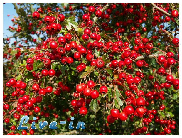 H ÏƒÎ¿ÏÏ€ÎµÏ Ï„ÏÎ¿Ï†Î® Ï…Ï€Î­Ï Ï„Î·Ï‚ Î±Î½Ï„Î¹Î³Î®ÏÎ±Î½ÏƒÎ·Ï‚ & Î¼Î±ÎºÏÎ¿Î¶Ï‰Î¯Î±Ï‚live-in | Η Έξυπνη, Αντικειμενική και Εναλλακτική Ενημέρωση!