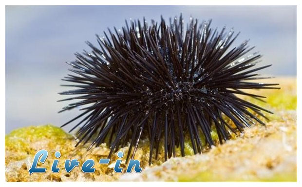 Î¤Î¹ ÎºÎ¬Î½Î¿Ï…Î¼Îµ Î±Î½ Ï€Î±Ï„Î®ÏƒÎ¿Ï…Î¼Îµ Î±Ï‡Î¹Î½ÏŒ.live-in | Η Έξυπνη, Αντικειμενική και Εναλλακτική Ενημέρωση!