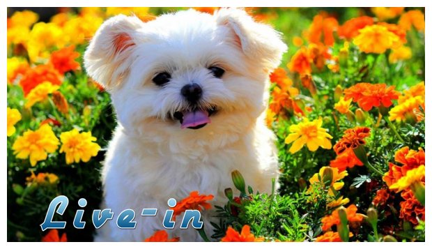 ÎŸÎ¹ 10 ÎµÏ…Ï‡Î­Ï‚ ÎµÎ½ÏŒÏ‚ ÏƒÎºÏÎ»Î¿Ï….live-in | Η Έξυπνη, Αντικειμενική και Εναλλακτική Ενημέρωση!