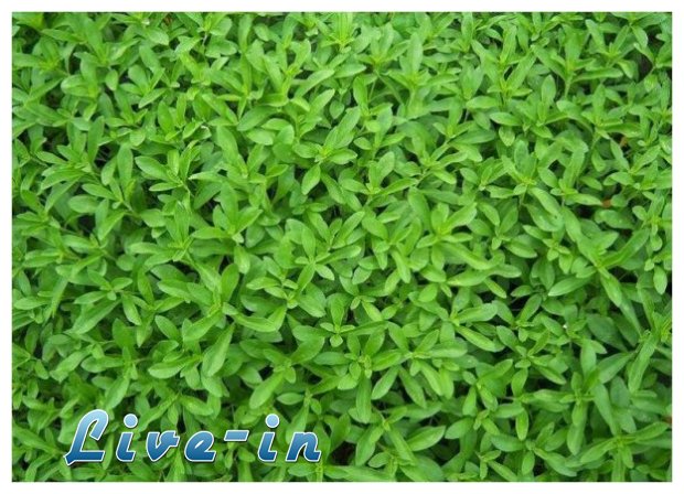 Î£Ï„Î­Î²Î¹Î± Ï„Î¿ Î±ÎºÎ¯Î½Î´Ï…Î½Î¿ Ï†Ï…Ï„ÏŒ Ï€Î¿Ï… Î±Î½Ï„Î¹ÎºÎ±Î¸Î¹ÏƒÏ„Î¬ Ï„Î· Î¶Î¬Ï‡Î±ÏÎ·live-in | Η Έξυπνη, Αντικειμενική και Εναλλακτική Ενημέρωση!