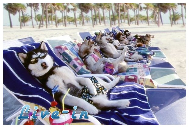 Î ÏŽÏ‚ Î½Î± Ï€ÏÎ¿ÏƒÏ„Î±Ï„ÎµÏÏƒÎµÏ„Îµ Ï„Î± ÎºÎ±Ï„Î¿Î¹ÎºÎ¯Î´Î¹Î¬ ÏƒÎ±Ï‚ Î±Ï€ÏŒ Ï„Î¿Î½ ÎºÎ±ÏÏƒÏ‰Î½Î±live-in | Η Έξυπνη, Αντικειμενική και Εναλλακτική Ενημέρωση!