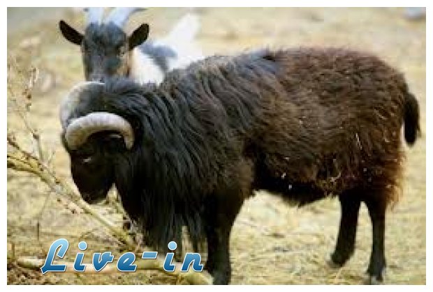 Î’Î¯Î½Ï„ÎµÎ¿: Î•Î¾Î¿ÏÎ³Î¹ÏƒÎ¼Î­Î½Î¿ ÎºÏÎ¹Î¬ÏÎ¹ ÎµÎ½Î±Î½Ï„Î¯Î¿Î½ Î¼Î¿Ï„Î¿ÏƒÎ¹ÎºÎ»Î­Ï„Î±Ï‚live-in | Η Έξυπνη, Αντικειμενική και Εναλλακτική Ενημέρωση!