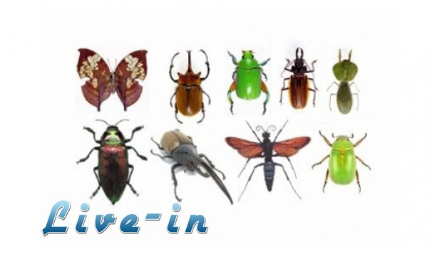 Î ÏŽÏ‚ Î½Î± Î±Ï€Î¿Î¼Î±ÎºÏÏÎ½ÎµÏ„Îµ Ï„Î± Î­Î½Ï„Î¿Î¼Î± Î±Ï€ÏŒ Ï„Î¿ ÏƒÏ€Î¯Ï„Î¹live-in | Η Έξυπνη, Αντικειμενική και Εναλλακτική Ενημέρωση!