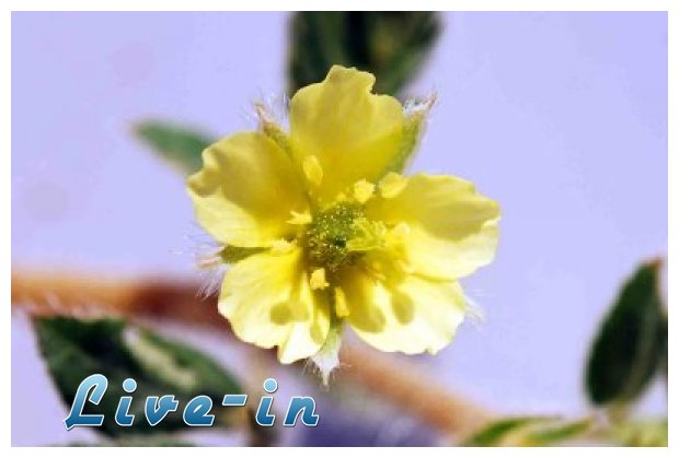 Î¤ÏÎ¹Î²ÏŒÎ»Î¹, Ï„Î¿ Î²Î¹Î¬Î³ÎºÏÎ± Ï„Î·Ï‚ Ï†ÏÏƒÎ·Ï‚!live-in | Η Έξυπνη, Αντικειμενική και Εναλλακτική Ενημέρωση!