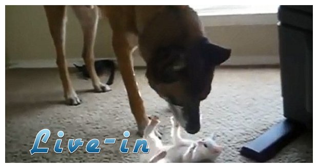 Î£Î±ÏÏŽÎ½ÎµÎ¹ ÏƒÏ„Î¿ YouTube: Î£Ï„ÏÎ±Ï„Î¹Ï‰Ï„Î¹ÎºÏŒÏ‚ ÏƒÎºÏÎ»Î¿Ï‚ Î³Î¯Î½ÎµÏ„Î±Î¹ Ï†Î¯Î»Î¿Ï‚ Î¼Îµ Î­Î½Î± Î³Î±Ï„Î¬ÎºÎ¹live-in | Η Έξυπνη, Αντικειμενική και Εναλλακτική Ενημέρωση!