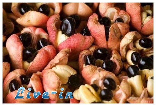 ÎˆÎ¾Î¹ Ï†Î±Î³Î·Ï„Î¬ Ï€Î¿Ï… ÏƒÎºÎ¿Ï„ÏŽÎ½Î¿Ï…Î½, ÏƒÏ„Î·Î½ ÎºÏ…ÏÎ¹Î¿Î»ÎµÎ¾Î¯Î±...live-in | Η Έξυπνη, Αντικειμενική και Εναλλακτική Ενημέρωση!