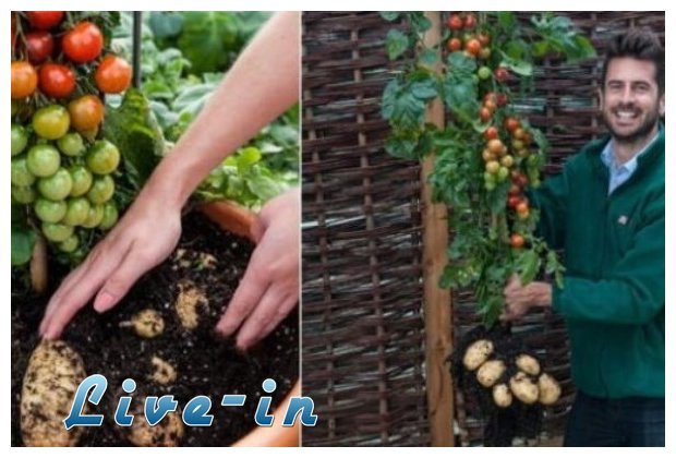 Î‘Î½Î±Ï€Ï„ÏÏ‡Î¸Î·ÎºÎµ Ï†Ï…Ï„ÏŒ Ï€Î¿Ï… Ï€Î±ÏÎ¬Î³ÎµÎ¹ Î½Ï„Î¿Î¼Î¬Ï„ÎµÏ‚ ÎºÎ±Î¹ Ï€Î±Ï„Î¬Ï„ÎµÏ‚ Ï„Î±Ï…Ï„ÏŒÏ‡ÏÎ¿Î½Î±!live-in | Η Έξυπνη, Αντικειμενική και Εναλλακτική Ενημέρωση!