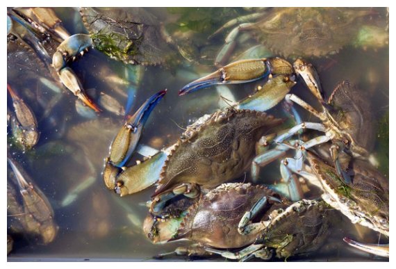 Î‘Ï…Î¾Î¬Î½ÎµÏ„Î±Î¹ Î¿ Ï€Î»Î·Î¸Ï…ÏƒÎ¼ÏŒÏ‚ Ï„Î¿Ï… Î¼Ï€Î»Îµ ÎºÎ±Î²Î¿Ï…ÏÎ¹Î¿Ï ÏƒÏ„Î¿Î½  ÎŒÏÎ¼Î¿ ÎœÎµÎ¸ÏŽÎ½Î·Ï‚ Î Î¹ÎµÏÎ¯Î±Ï‚!live-in | Η Έξυπνη, Αντικειμενική και Εναλλακτική Ενημέρωση!