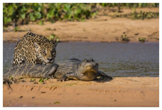 ÎšÎ±ÏÎ­ - ÎºÎ±ÏÎ­ Î· ÎµÏ€Î¯Î¸ÎµÏƒÎ· jaguar ÏƒÎµ ÎºÏÎ¿ÎºÏŒÎ´ÎµÎ¹Î»Î¿.live-in | Η Έξυπνη, Αντικειμενική και Εναλλακτική Ενημέρωση!