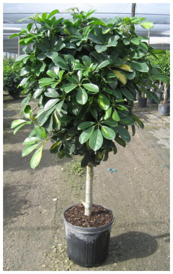 Î£ÎµÏ†Î»Î­ÏÎ±: ÎˆÎ½Î± Ï€Î±ÏÎµÎ¾Î·Î³Î·Î¼Î­Î½Î¿ Ï†Ï…Ï„ÏŒ!live-in | Η Έξυπνη, Αντικειμενική και Εναλλακτική Ενημέρωση!