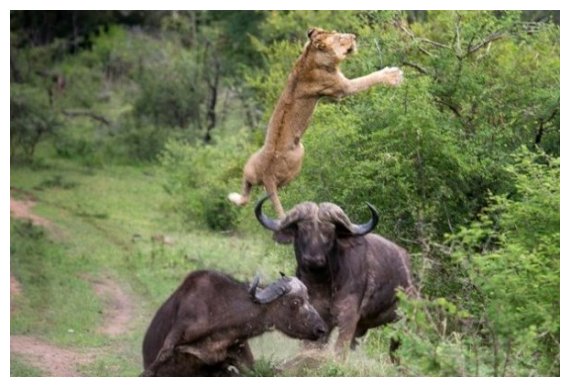 Î¤Î¿ Î²Î¿Ï…Î²Î¬Î»Î¹ Ï€Î¿Ï… ÏƒÏŽÎ¸Î·ÎºÎµ Î±Ï€ÏŒ Ï„Î¿Ï…Ï‚ Ï†Î¯Î»Î¿Ï…Ï‚ Ï„Î¿Ï…, ÎµÎ½ÏŽ Ï„Î¿ ÎºÎ±Ï„Î±ÏƒÏ€Î¬ÏÎ±Î¶Îµ Î­Î½Î± Î»Î¹Î¿Î½Ï„Î¬ÏÎ¹!live-in | Η Έξυπνη, Αντικειμενική και Εναλλακτική Ενημέρωση!