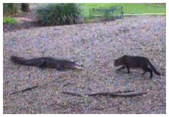 Î— Î³Î¬Ï„Î± Ï„Î¿Ï… Î¤ÏƒÎ±Îº ÎÏŒÏÎ¹Ï‚ Ï„Î± Î²Î¬Î¶ÎµÎ¹ Î¼Îµ Î±Î»Î¹Î³Î¬Ï„Î¿ÏÎ±!live-in | Η Έξυπνη, Αντικειμενική και Εναλλακτική Ενημέρωση!