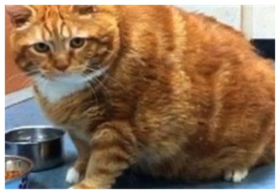 ÎžÎµÎºÎ±ÏÎ´Î¹ÏƒÏ„Î¹ÎºÎ® Ï„Î¿ÏÎ¼Ï€Î± Î±Ï€ÏŒ "Ï‡Î¿Î½Ï„ÏÎ®" Î³Î¬Ï„Î±live-in | Η Έξυπνη, Αντικειμενική και Εναλλακτική Ενημέρωση!