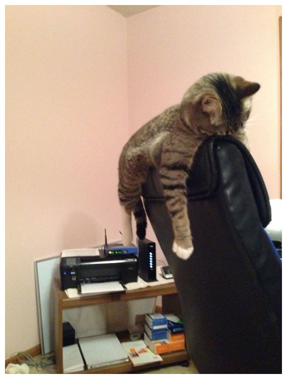 Î‘Ï…Ï„Î­Ï‚ Î¿Î¹ Î³Î¬Ï„ÎµÏ‚ Î­Ï‡Î¿Ï…Î½ Ï„Î±Î»Î­Î½Ï„Î¿ ÏƒÏ„Î¿Î½ ÏÏ€Î½Î¿!live-in | Η Έξυπνη, Αντικειμενική και Εναλλακτική Ενημέρωση!