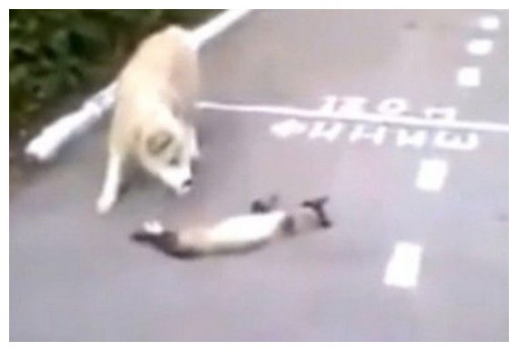 ÎœÎ¹Î± Î³Î¬Ï„Î± Ï„Î¿ Ï€Î±Î¯Î¶ÎµÎ¹ ÏˆÏŒÏ†Î¹Î± ÏƒÏ„Î¿ ÏƒÎºÏÎ»Î¿!live-in | Η Έξυπνη, Αντικειμενική και Εναλλακτική Ενημέρωση!