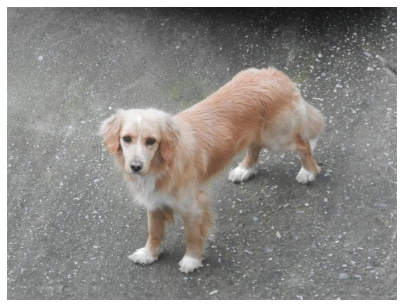 Î§Î¬Î¸Î·ÎºÎµ ÏƒÎºÏ…Î»Î¬ÎºÎ¹ ÏƒÏ„Î·Î½ ÎšÎ±Ï„ÎµÏÎ¯Î½Î·!live-in | Η Έξυπνη, Αντικειμενική και Εναλλακτική Ενημέρωση!