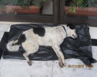 Î†Ï†Î·ÏƒÎ±Î½ Ï„Î¿ Î½ÎµÎºÏÏŒ ÏƒÎºÏ…Î»Î¯ Î­Î¾Ï‰ Î±Ï€ÏŒ Ï„Î¿ Î”Î·Î¼Î±ÏÏ‡ÎµÎ¯Î¿ ÎšÎ±Ï„ÎµÏÎ¯Î½Î·Ï‚ Î³Î¹Î± Î½Î± Î´Î¹Î±Î¼Î±ÏÏ„Ï…ÏÎ·Î¸Î¿ÏÎ½!live-in | Η Έξυπνη, Αντικειμενική και Εναλλακτική Ενημέρωση!