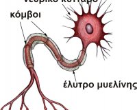 ÎÎ­Î± Î¼Î­Î¸Î¿Î´Î¿Ï‚ ÎºÎ±Ï„Î¬ Ï„Î·Ï‚ ÏƒÎºÎ»Î®ÏÏ…Î½ÏƒÎ·Ï‚ ÎºÎ±Ï„Î¬ Ï€Î»Î¬ÎºÎ±Ï‚!live-in | Η Έξυπνη, Αντικειμενική και Εναλλακτική Ενημέρωση!