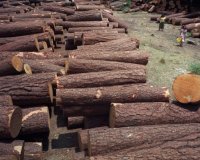 ÎšÎ±Î½ÏŒÎ½ÎµÏ‚ ÏƒÏ„Î·Î½ ÎºÎ¿Ï€Î® ÎºÎ±Ï…ÏƒÏŒÎ¾Ï…Î»Ï‰Î½ ÎµÏ€Î¹Ï‡ÎµÎ¹ÏÎµÎ¯ Î½Î± Î²Î¬Î»ÎµÎ¹ Ï„Î¿ Ï…Ï€Î¿Ï…ÏÎ³ÎµÎ¯Î¿ Î ÎµÏÎ¹Î²Î¬Î»Î»Î¿Î½Ï„Î¿Ï‚!live-in | Η Έξυπνη, Αντικειμενική και Εναλλακτική Ενημέρωση!