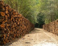 ÎšÎ±Î½ÏŒÎ½ÎµÏ‚ ÏƒÏ„Î·Î½ ÎºÎ¿Ï€Î® ÎºÎ±Ï…ÏƒÏŒÎ¾Ï…Î»Ï‰Î½ ÎµÏ€Î¹Ï‡ÎµÎ¹ÏÎµÎ¯ Î½Î± Î²Î¬Î»ÎµÎ¹ Ï„Î¿ Ï…Ï€Î¿Ï…ÏÎ³ÎµÎ¯Î¿ Î ÎµÏÎ¹Î²Î¬Î»Î»Î¿Î½Ï„Î¿Ï‚!live-in | Η Έξυπνη, Αντικειμενική και Εναλλακτική Ενημέρωση!