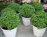 Î’ÏŒÏ„Î±Î½Î± Î³Î¹Î± Î±Î´Ï…Î½Î¬Ï„Î¹ÏƒÎ¼Î±!live-in | Η Έξυπνη, Αντικειμενική και Εναλλακτική Ενημέρωση!