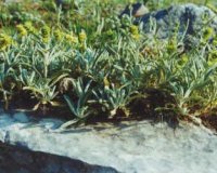 Î¤Î¿ ÎµÎ»Î»Î·Î½Î¹ÎºÏŒ Ï„ÏƒÎ¬Î¹ Ï„Î¿Ï… Î²Î¿Ï…Î½Î¿Ï ÎºÎ±Ï„Î±Ï€Î¿Î»ÎµÎ¼Î¬ Ï„Î¿ Î‘Î»Ï„ÏƒÏ‡Î¬Î¹Î¼ÎµÏ!live-in | Η Έξυπνη, Αντικειμενική και Εναλλακτική Ενημέρωση!