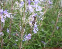 Î”ÎµÎ½Ï„ÏÎ¿Î»Î¯Î²Î±Î½Î¿: ÏƒÏ„Î¿ Ï‡ÏŽÎ¼Î± Î® ÏƒÏ„Î·Î½ Î³Î»Î¬ÏƒÏ„ÏÎ± ÏƒÎ±Ï‚live-in | Η Έξυπνη, Αντικειμενική και Εναλλακτική Ενημέρωση!