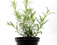 Î”ÎµÎ½Ï„ÏÎ¿Î»Î¯Î²Î±Î½Î¿: ÏƒÏ„Î¿ Ï‡ÏŽÎ¼Î± Î® ÏƒÏ„Î·Î½ Î³Î»Î¬ÏƒÏ„ÏÎ± ÏƒÎ±Ï‚live-in | Η Έξυπνη, Αντικειμενική και Εναλλακτική Ενημέρωση!