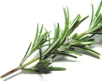 Î”ÎµÎ½Ï„ÏÎ¿Î»Î¯Î²Î±Î½Î¿: ÏƒÏ„Î¿ Ï‡ÏŽÎ¼Î± Î® ÏƒÏ„Î·Î½ Î³Î»Î¬ÏƒÏ„ÏÎ± ÏƒÎ±Ï‚live-in | Η Έξυπνη, Αντικειμενική και Εναλλακτική Ενημέρωση!