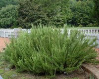 Î”ÎµÎ½Ï„ÏÎ¿Î»Î¯Î²Î±Î½Î¿: ÏƒÏ„Î¿ Ï‡ÏŽÎ¼Î± Î® ÏƒÏ„Î·Î½ Î³Î»Î¬ÏƒÏ„ÏÎ± ÏƒÎ±Ï‚live-in | Η Έξυπνη, Αντικειμενική και Εναλλακτική Ενημέρωση!