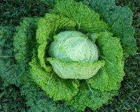 Î¤Î± Î²ÏŒÏ„Î±Î½Î± ÏƒÏ„Î± Î¿Ï€Î¿Î¯Î± "Ï…Ï€Î¿ÎºÎ»Î¯Î½Î¿Î½Ï„Î±Î¹" Î¿Î¹ ÎµÏ€Î¹ÏƒÏ„Î®Î¼Î¿Î½ÎµÏ‚!live-in | Η Έξυπνη, Αντικειμενική και Εναλλακτική Ενημέρωση!