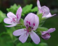 Î Î¹ÎµÏ‚ Î»Î¿Ï…Î¯Î¶Î± ÎºÎ±Î¹ Î±Ï€Î¿Ï‡Î±Î¹ÏÎ­Ï„Î± Ï„Î·Î½ ÎºÏ…Ï„Ï„Î±ÏÎ¯Ï„Î¹Î´Î±!live-in | Η Έξυπνη, Αντικειμενική και Εναλλακτική Ενημέρωση!