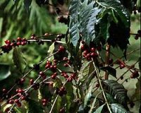 15 Ï€ÏÎ¬Î³Î¼Î±Ï„Î± Ï€Î¿Ï… Î´ÎµÎ½ Î¾Î­ÏÎµÏ„Îµ Î³Î¹Î± Ï„Î¿Î½ ÎºÎ±Ï†Î­!live-in | Η Έξυπνη, Αντικειμενική και Εναλλακτική Ενημέρωση!