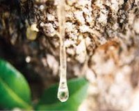 Î¤Î¿ Î¸Î±Ï…Î¼Î±Ï„Î¿Ï…ÏÎ³ÏŒ Î´Î¬ÎºÏÏ… Ï„Î¿Ï… Î¼Î±ÏƒÏ„Î¹Ï‡ÏŒÎ´ÎµÎ½Î´ÏÎ¿Ï…!live-in | Η Έξυπνη, Αντικειμενική και Εναλλακτική Ενημέρωση!