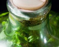 Î¦Ï…Ï„ÏŒ Ï€Î¿Ï… Î¶ÎµÎ¹ Ï‡Ï‰ÏÎ¯Ï‚ Î±Î­ÏÎ± ÎºÎ±Î¹ Î½ÎµÏÏŒ!live-in | Η Έξυπνη, Αντικειμενική και Εναλλακτική Ενημέρωση!